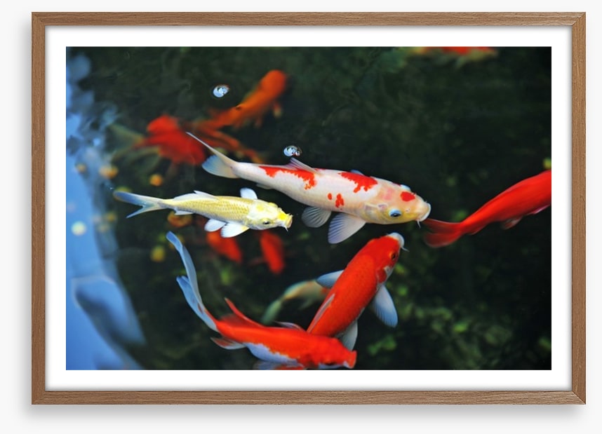 Koi swimming