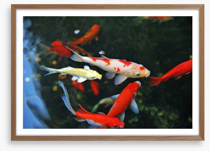 Koi swimming