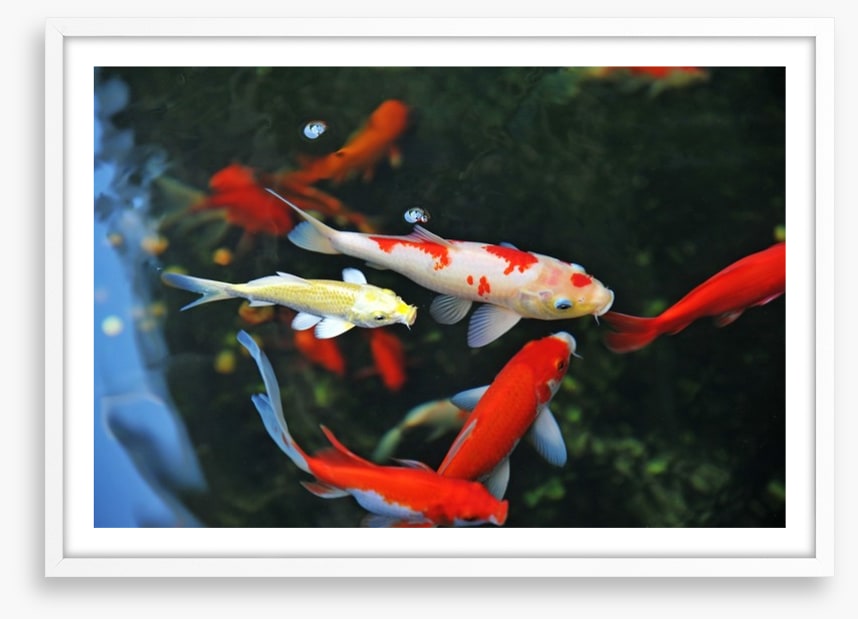 Koi swimming