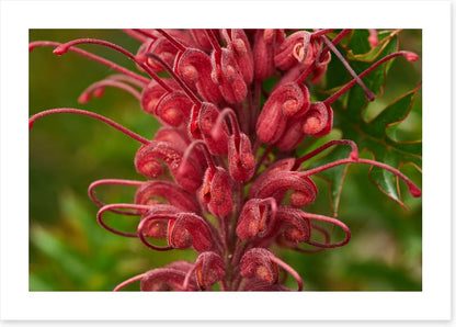 Grevillea superb