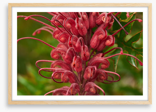 Grevillea superb