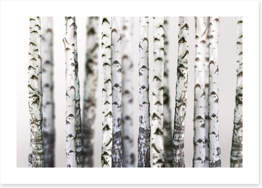 Birch beauty