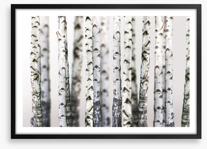 Birch beauty