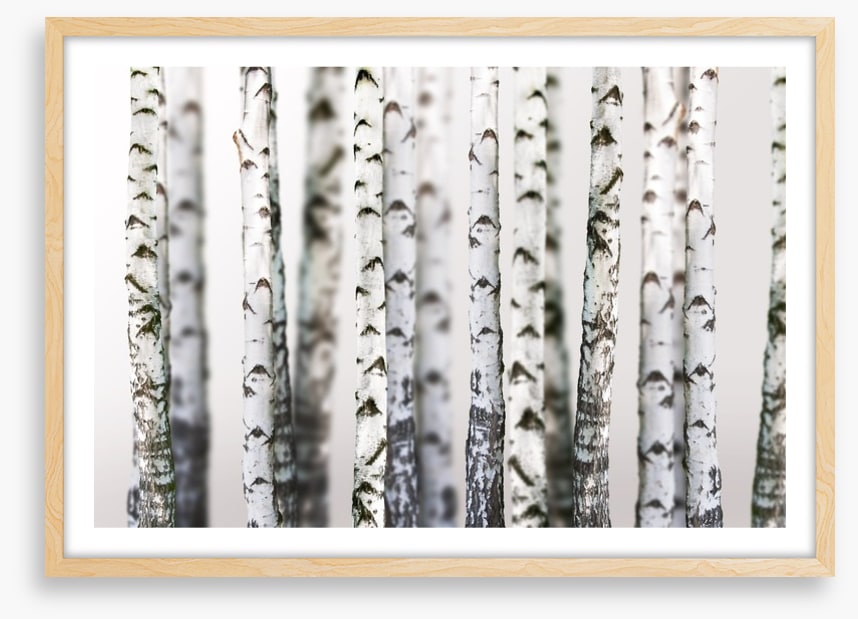 Birch beauty