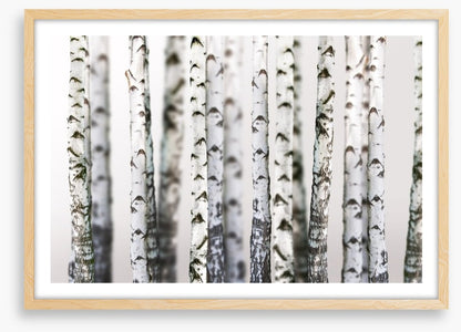 Birch beauty