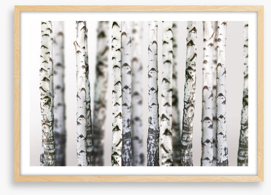 Birch beauty