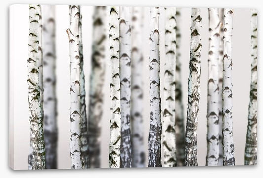 Birch beauty