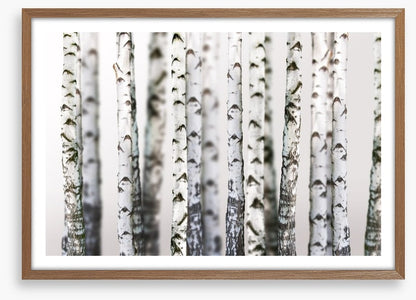 Birch beauty