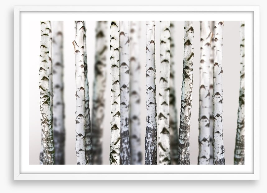Birch beauty