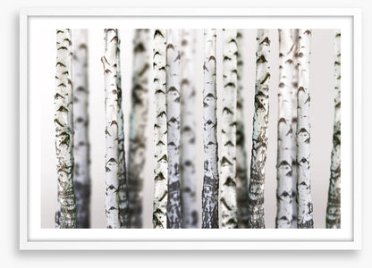 Birch beauty