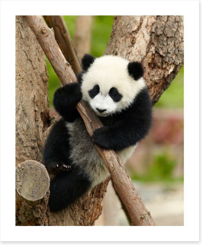 Hold on panda