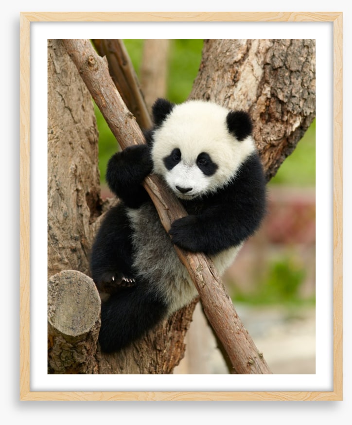 Hold on panda