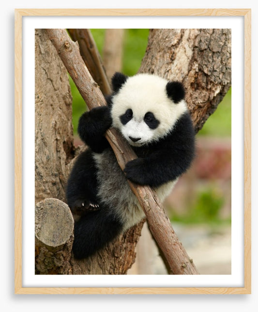 Hold on panda