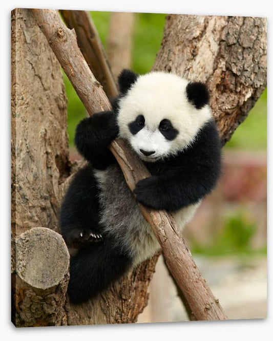 Hold on panda