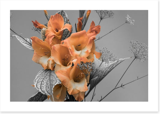Gladiolus greys