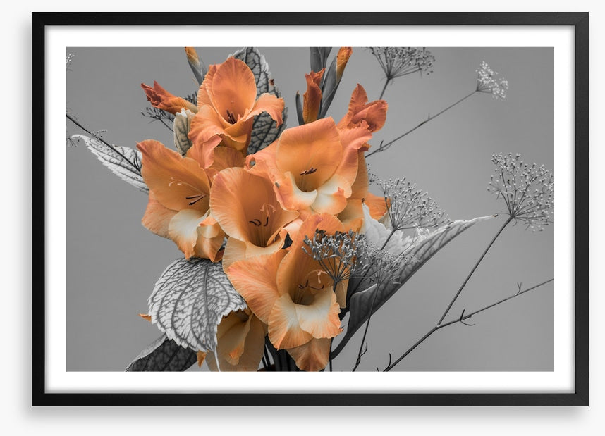Gladiolus greys