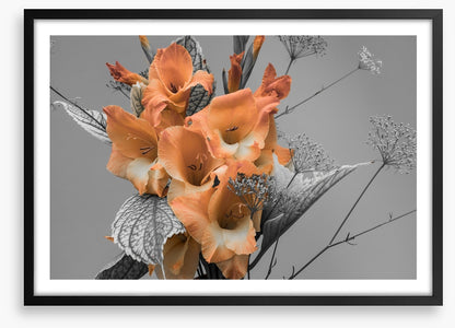 Gladiolus greys