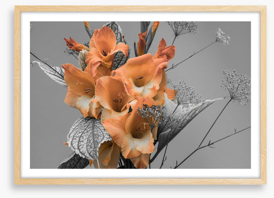Gladiolus greys