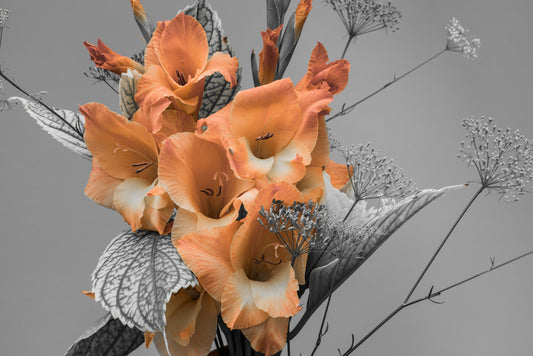 Gladiolus greys