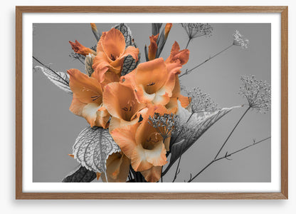 Gladiolus greys