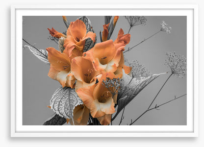 Gladiolus greys