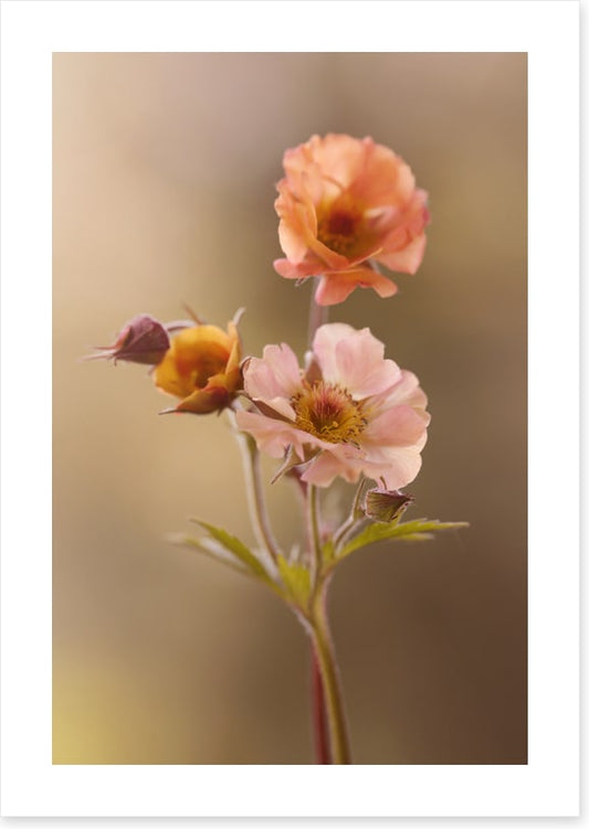 Geum mai tai