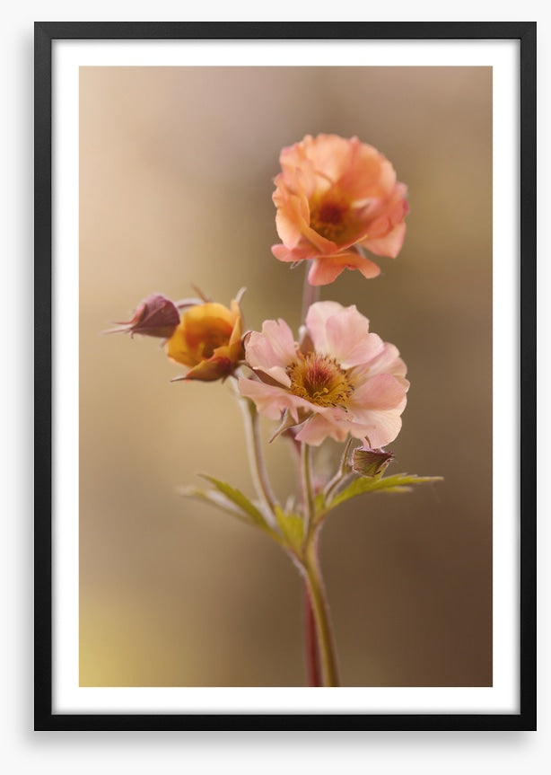 Geum mai tai