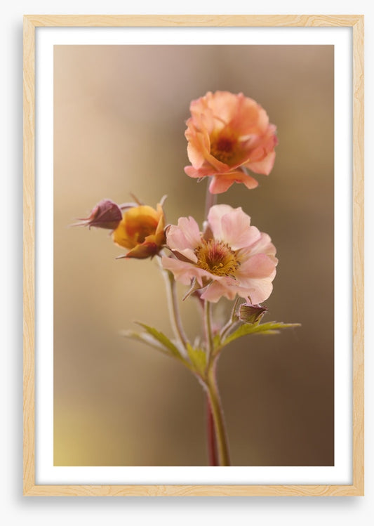 Geum mai tai