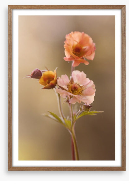 Geum mai tai