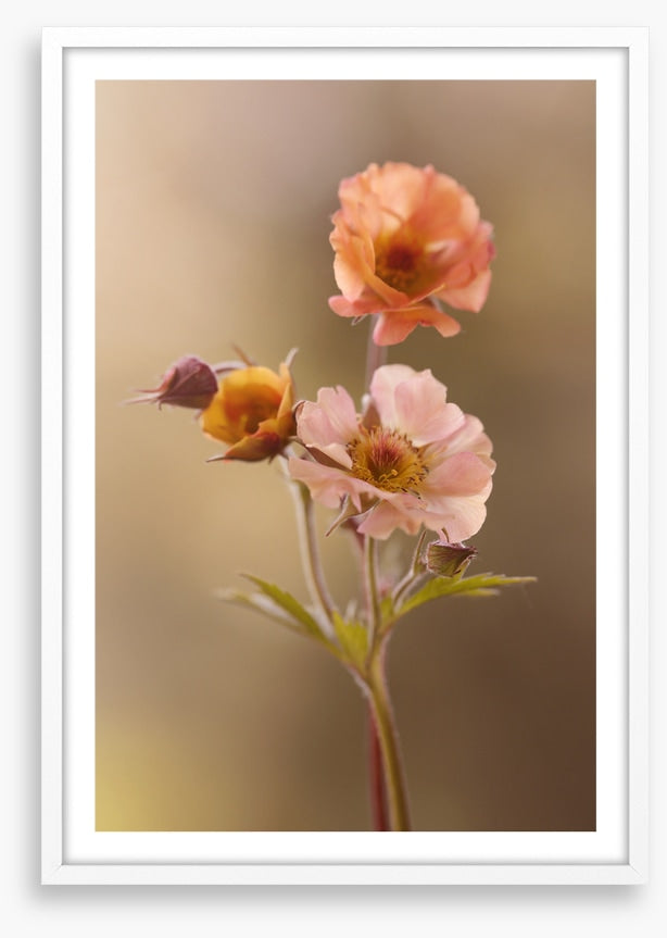 Geum mai tai
