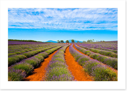 Bridestowe lavender