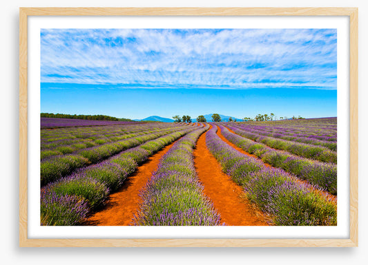 Bridestowe lavender
