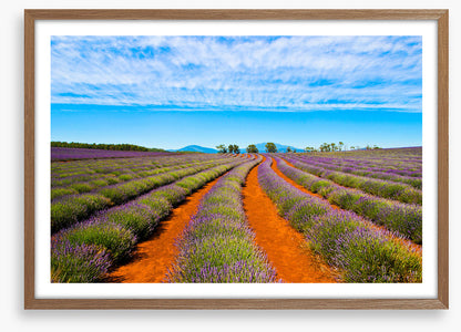 Bridestowe lavender