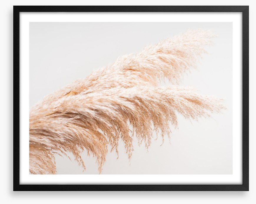 Pampas plumes