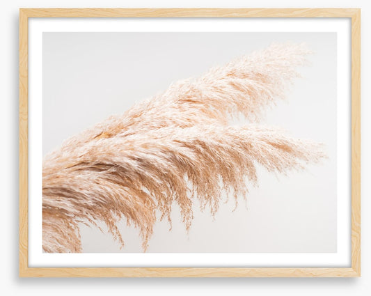 Pampas plumes