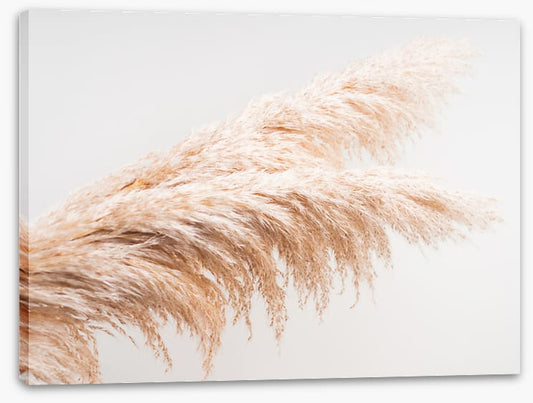 Pampas plumes