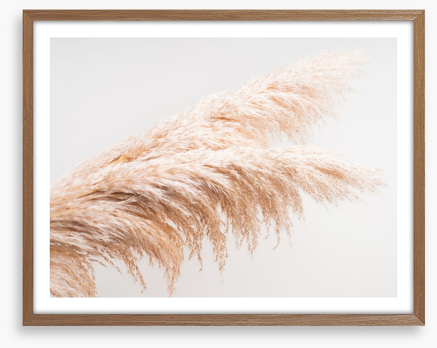Pampas plumes