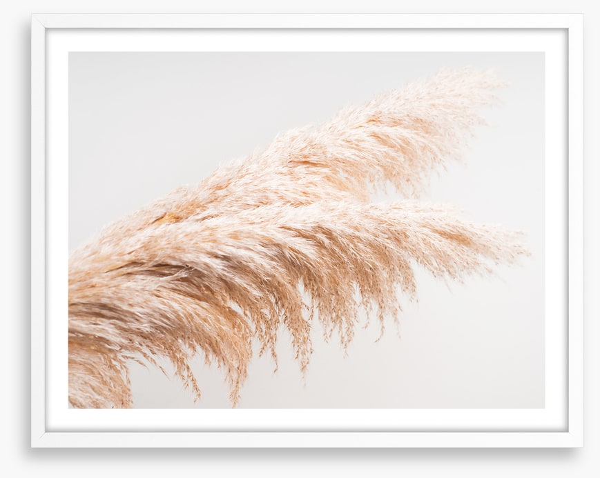 Pampas plumes