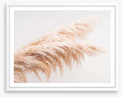 Pampas plumes