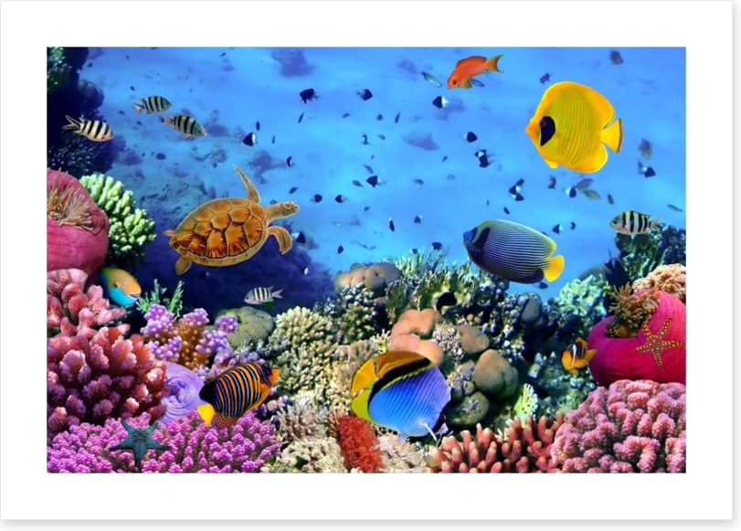 Fish / Aquatic