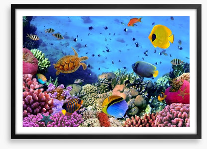 Fish / Aquatic