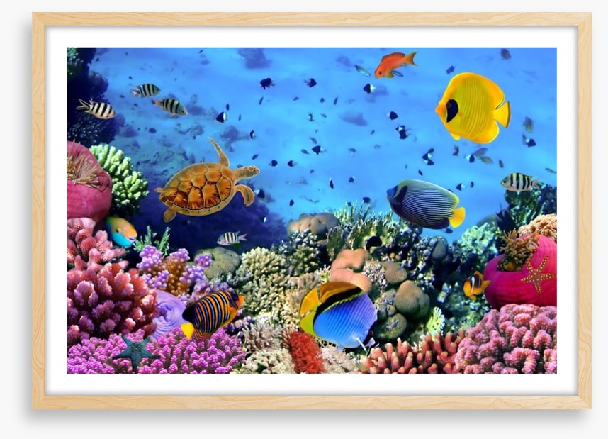 Fish / Aquatic