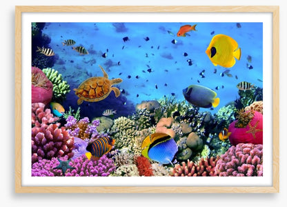Fish / Aquatic