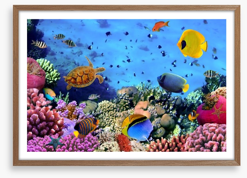Fish / Aquatic
