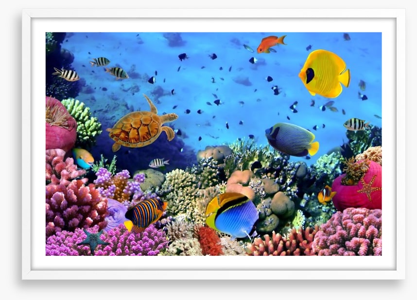 Fish / Aquatic