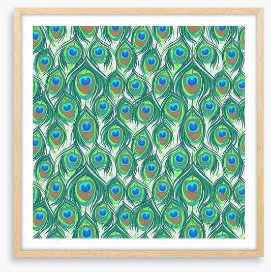Peacock feathers