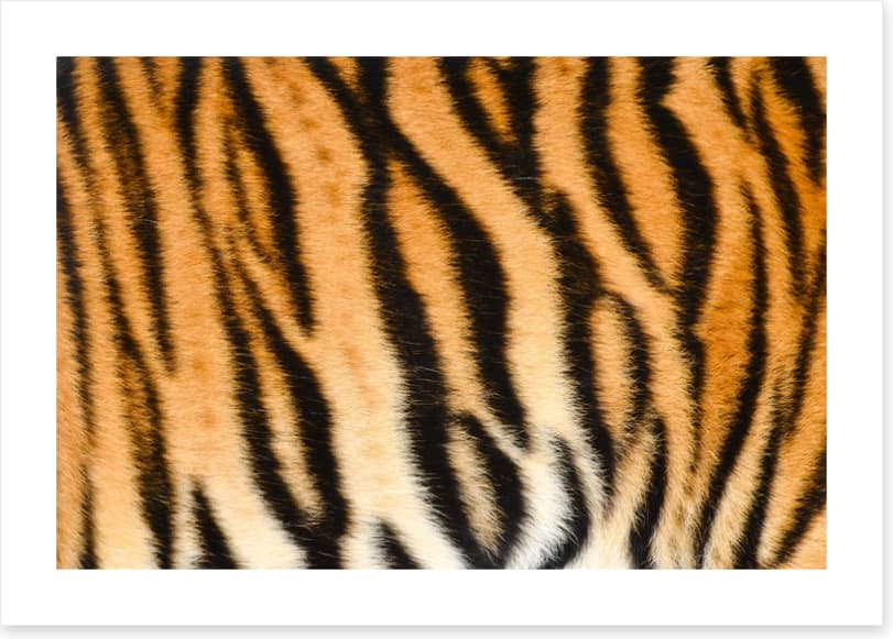 Animal Print
