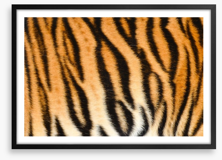 Animal Print