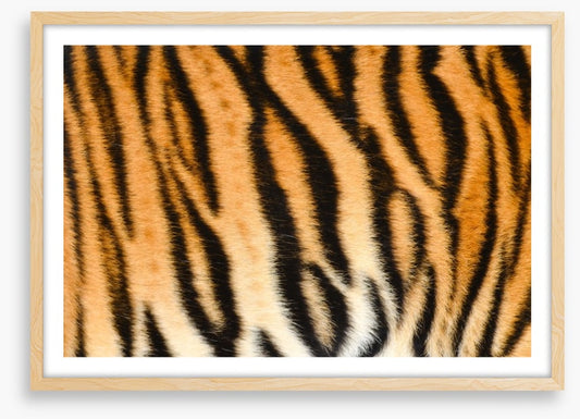 Animal Print