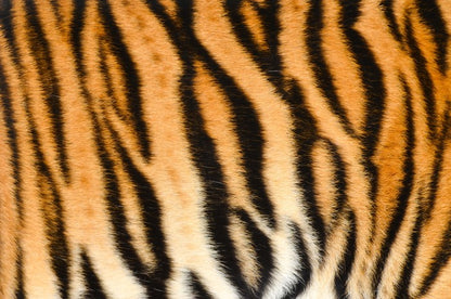 Animal Print